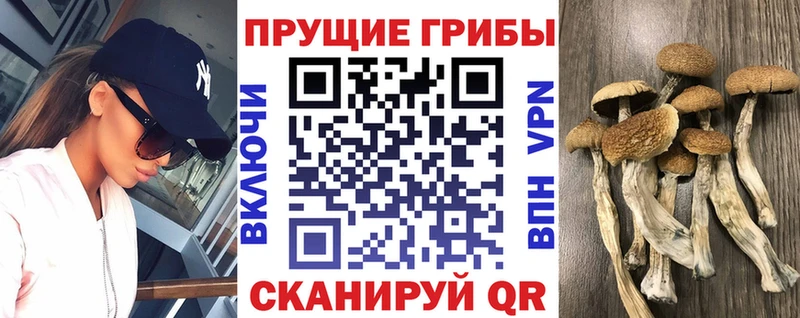 Галлюциногенные грибы Psilocybe  Купить закладки  Новотроицк 